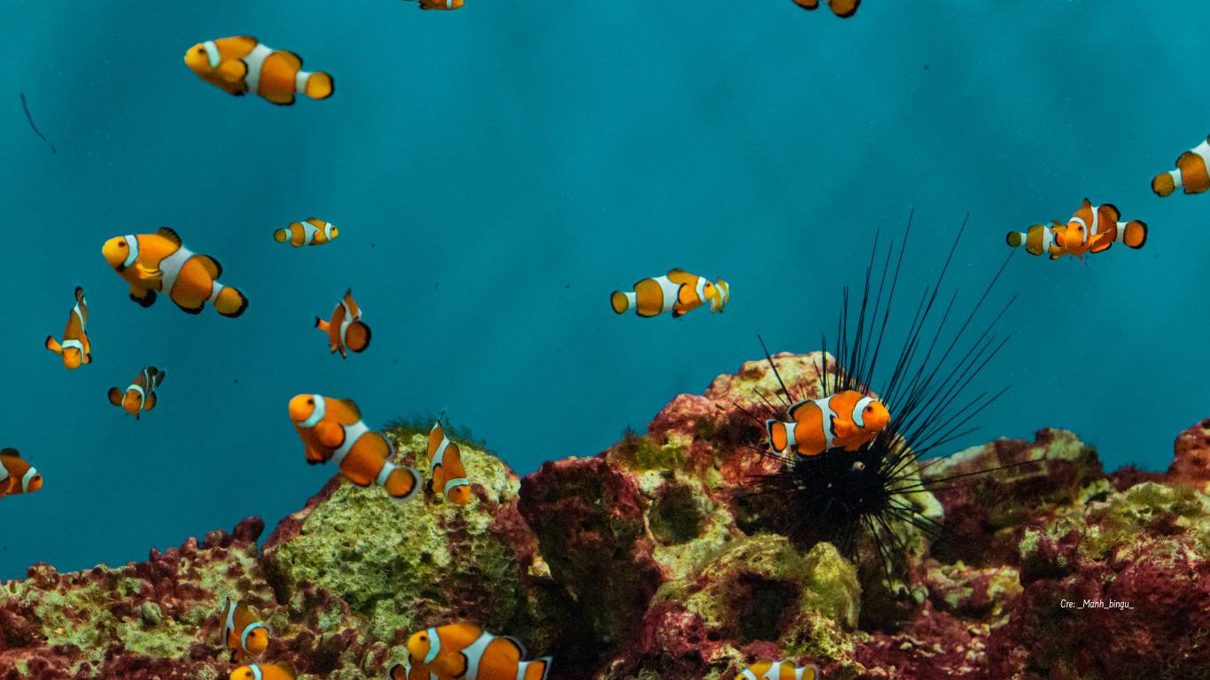 Khám phá ngôi nhà của 24,000 mẫu vật biển tại Viện Hải Dương Học Nha Trang